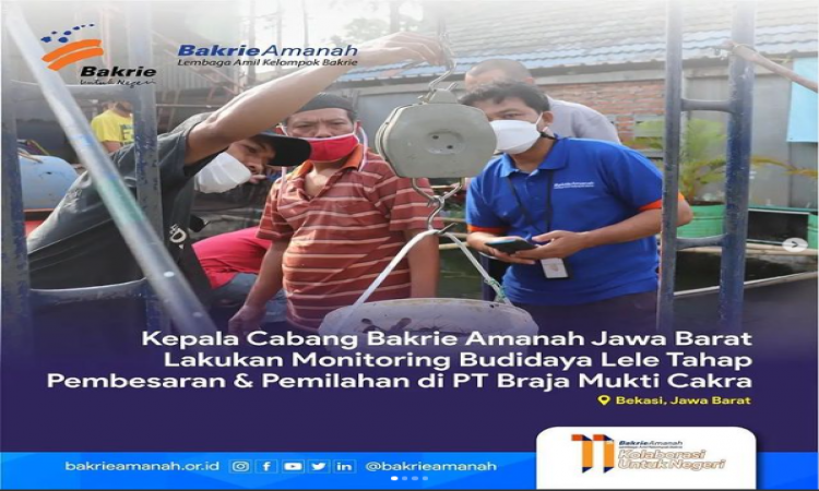 Kepala Cabang Bakrie Amanah, Jawa Barat Lakukan Monitoring Budidaya Lele Tahap Pembesaran &amp; Pemilahan di PT. Braja Mukti Cakra