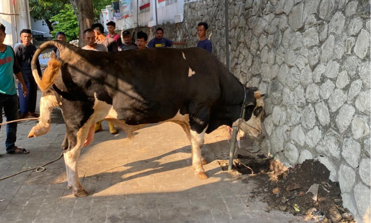 7 Ekor Sapi Kurban untuk Masyarakat Indramayu dari PT Energi Mega Persada dan PT Bakrie Kalila Indonesia