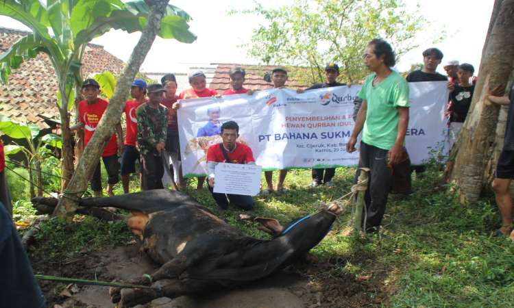 Sambut Idul Adha 1444 H, PT Bahana Sukma Sejahtera Salurkan 3 Ekor Sapi dan 2 Ekor Kambing di Cijeruk Bogor