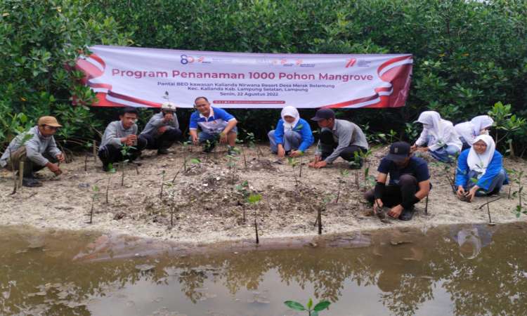 Setelah di Bekasi, Bakrie Amanah Lakukan Program Penanaman Pohon Mangrove di Pantai BEO Kalianda Lampung Selatan