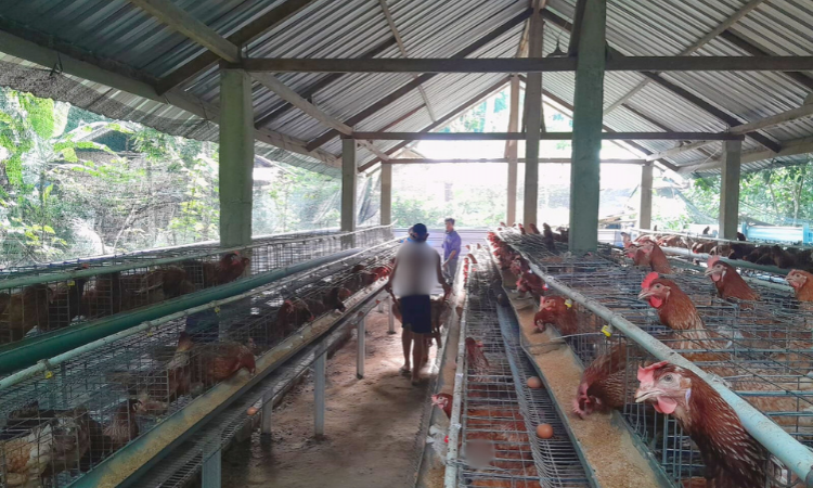 Rapat dalam rangka  Meningkatkan Produksi Telur